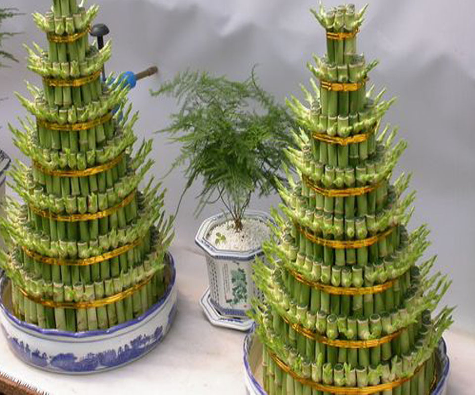 富貴竹風(fēng)水圖片