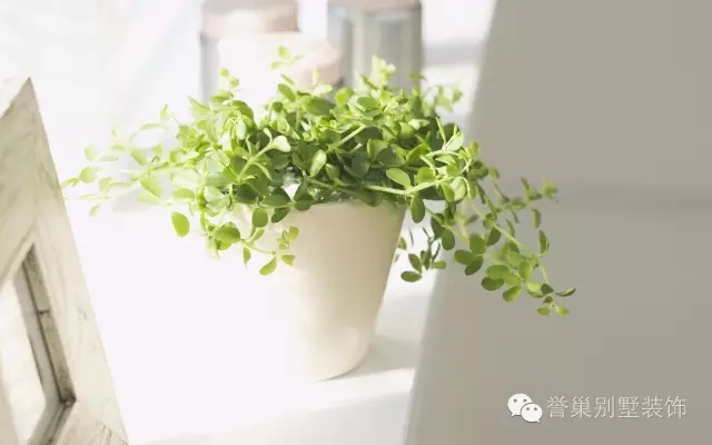 植物擺設(shè)風(fēng)水效果圖