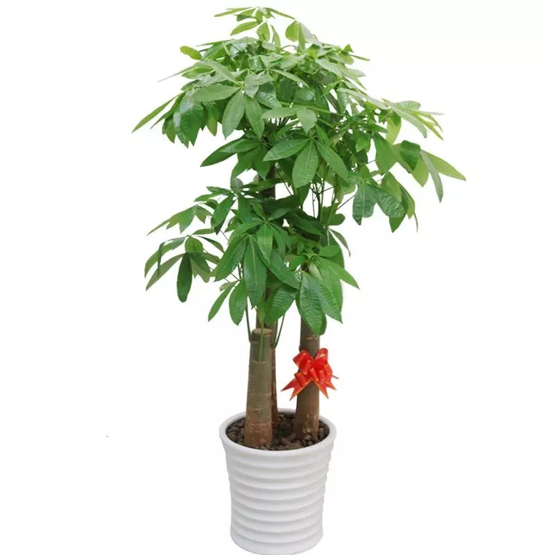 別墅裝潢風水植物