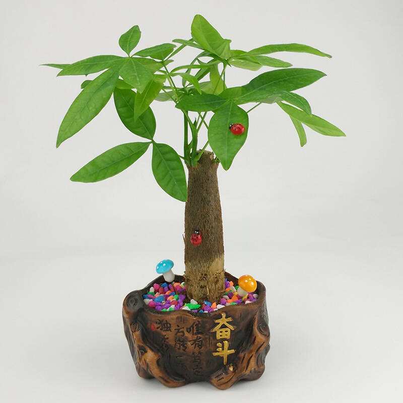 招財(cái)樹(shù)裝飾風(fēng)水