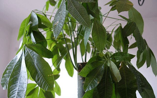 招財(cái)樹(shù)裝飾風(fēng)水