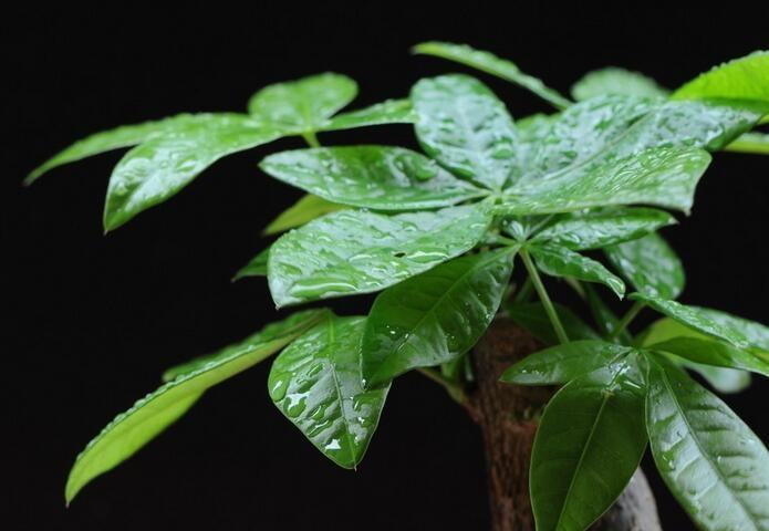 招財(cái)樹(shù)裝飾風(fēng)水