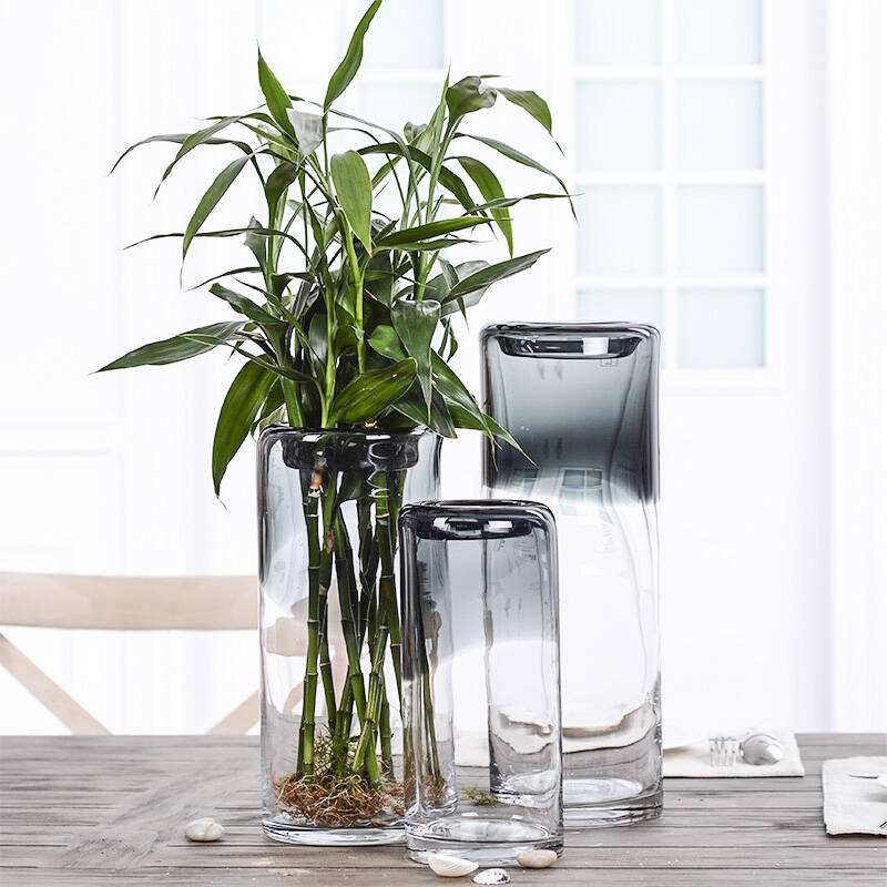 富貴竹裝飾風(fēng)水