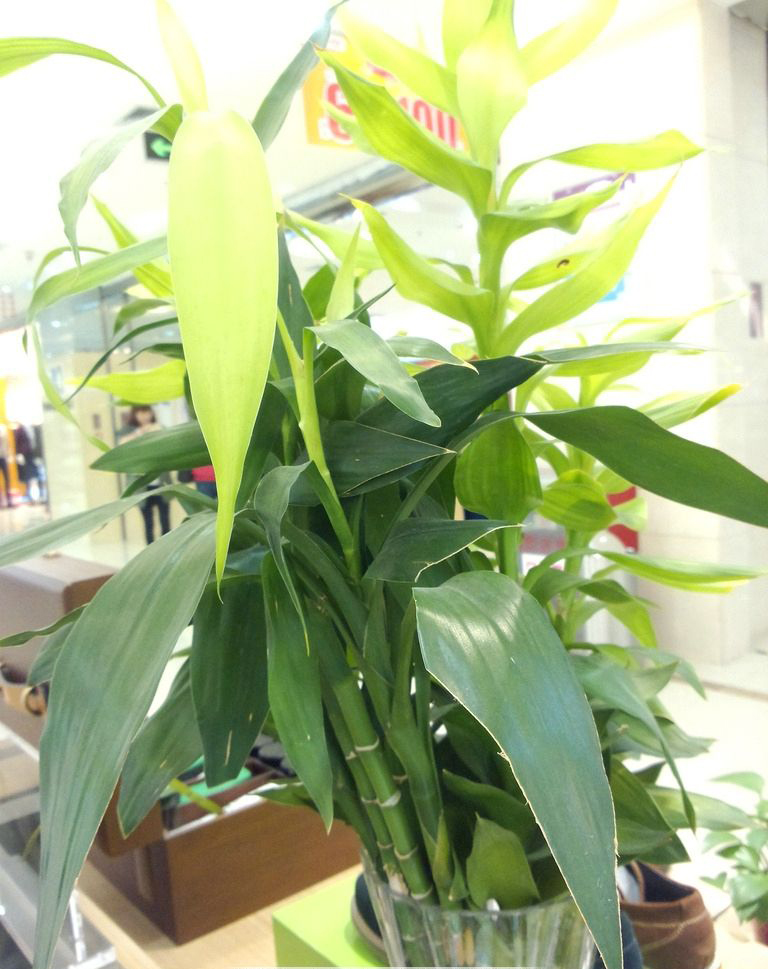 富貴竹裝飾風(fēng)水